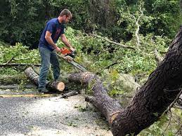 Best Grass Overseeding  in Cave Spring, VA