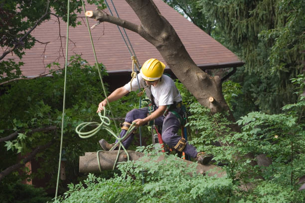 Reliable Cave Spring, VA Tree Care Solutions