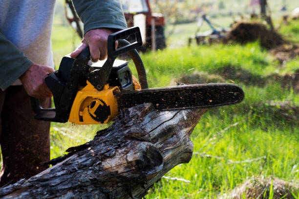 How Our Tree Care Process Works  in  Cave Spring, VA
